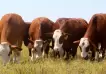 En qué consiste la ganadería regenerativa, una práctica clave para cuidar el planeta