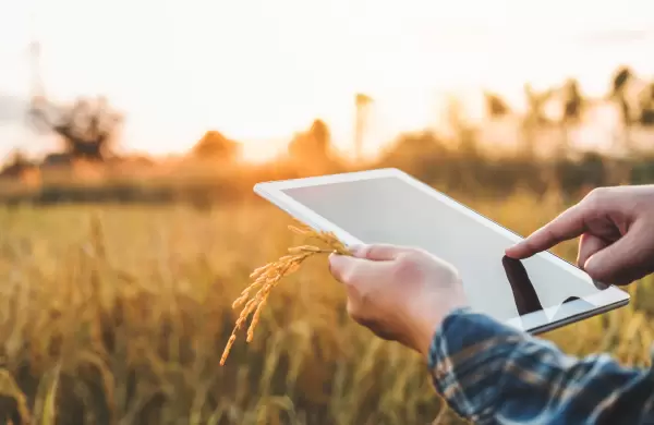Revolucin tecnolgica: cmo la inteligencia artificial puede colaborar con la industria agrcola