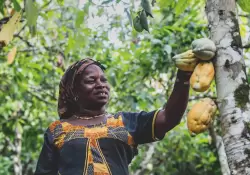 Libre de trabajo infantil y deforestacin, como camino hacia la una industria del cacao sostenible