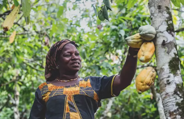Libre de trabajo infantil y deforestación, como camino hacia la una industria del cacao sostenible