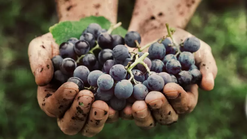 Uvas, viñedos orgánicos
