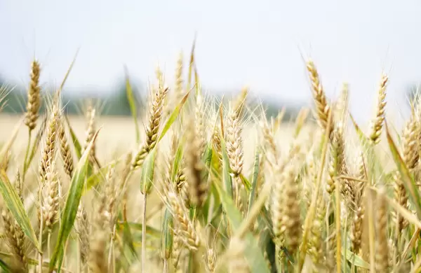 Otra seal alcista para las materias primas: el dinero sigue huyendo del sector