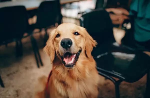 Según una investigación científica, de este animal descienden los perros