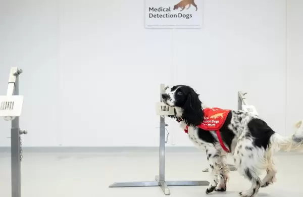 Un estudio asegura que los perros son más eficientes para luchar contra el Covid que algunas pruebas