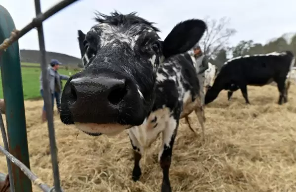 Por qu es tan difcil hablar de descarbonizar los alimentos, y especialmente la carne