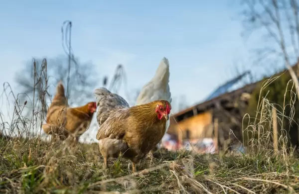 Cómo es la granja que usa cannabis en vez de antibióticos y está logrando vender sus pollos a mayor precio
