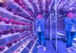 As es Farm66, la startup en la que invierte Jack Ma y que conmueve al mercado con su agricultura vertical en edificios