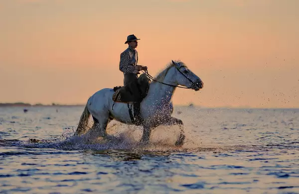 El dilema del líder: ¿El problema es el jinete o el caballo?