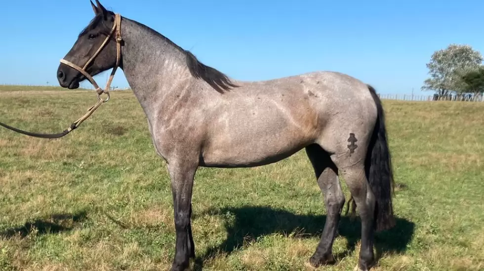 Murta LI, la yegua elegida para las caballerizas del emir de Catar.