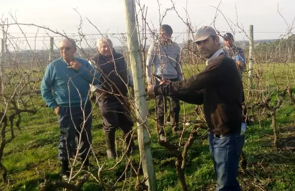 Seis bodegas lograron por primera vez el sello de vitivinicultura sostenible del INAVI