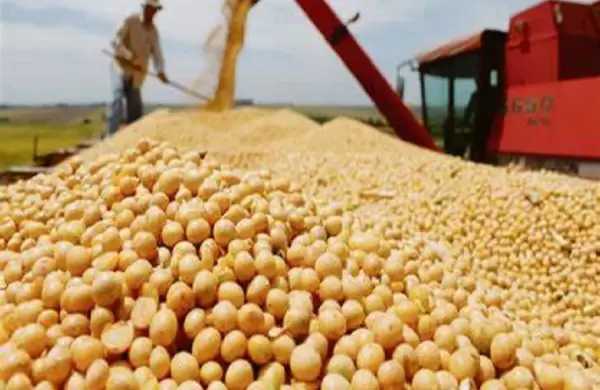 Rcord en julio, las exportaciones alcanzan los US$ 8.186 millones en 2022, la soja estrella total