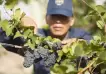Da Mundial del Pinot Noir: cinco vinos para festejar descorchando