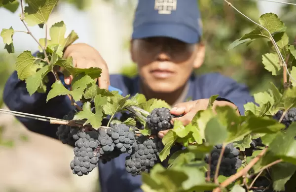 Día Mundial del Pinot Noir: cinco vinos para festejar descorchando