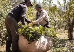 Cmo ayudar con una compra a ms de 2.000 productores del Gran Chaco y la Selva Misionera