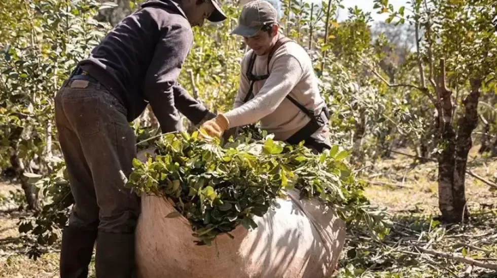 Mercado Libre buscar dar visibilidad a 2000 productores del Gran Chaco y Selva M