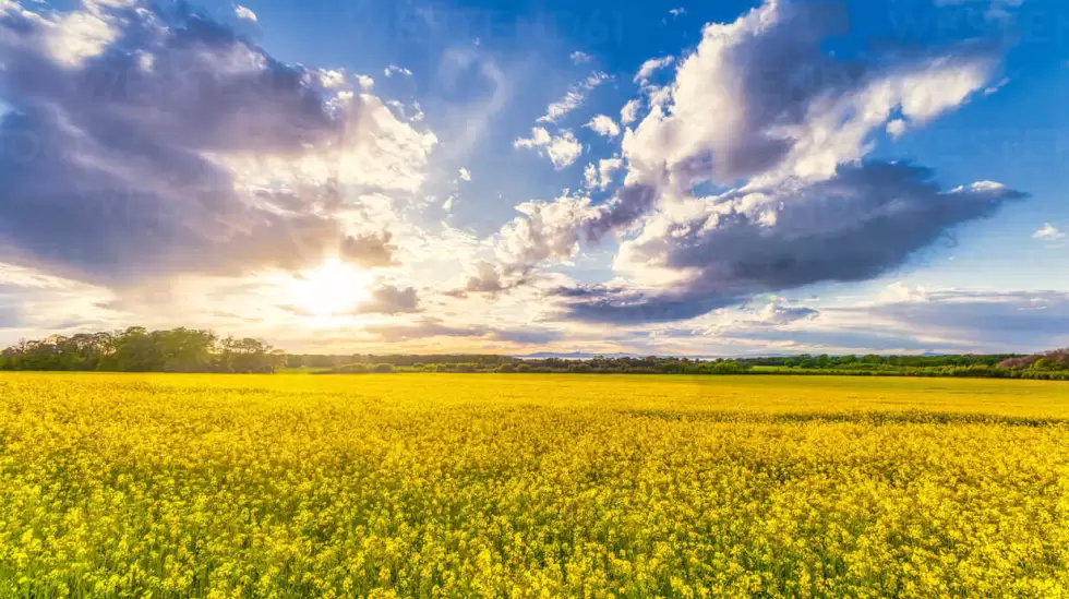 uk-scotland-clouds-over-vast-rapeseed-field-in-summer-smaf01728