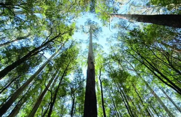 La madera avanza y trae nuevos capitales a Uruguay
