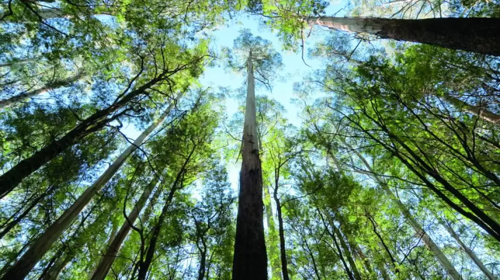 Forestacin, en Uruguay queda por forestar el 75% del rea apta para la industri