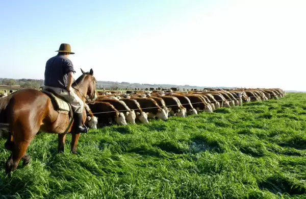 Desafíos y oportunidades del sector agropecuario