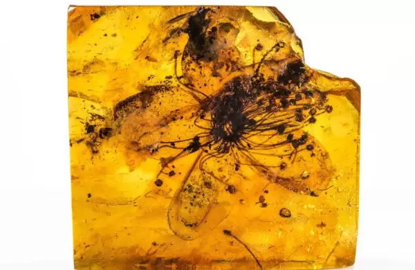 Cientficos detallan cmo es la flor fsil ms grande descubierta hasta ahora en mbar