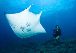 Nadar con mantarrayas en Hawai: cmo es la experiencia extrema del turismo aventura