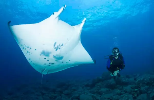 Nadar con mantarrayas en Hawai: cmo es la experiencia extrema del turismo aventura