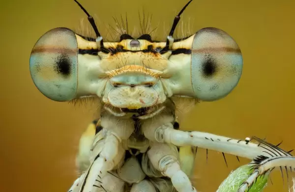 Estas son las mejores fotos de primeros planos del mundo (y sus increbles historias)