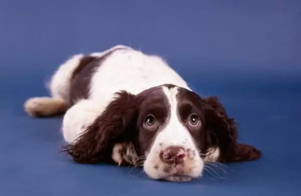 Investigadores descubren que los perros ansiosos presentan "anomalías" en las redes neuronales de su cerebro