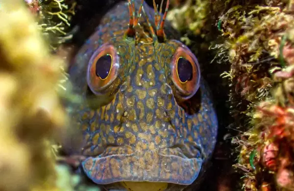 Las mejores y "ms aterradoras" fotos submarinas que fueron premiadas mundialmente