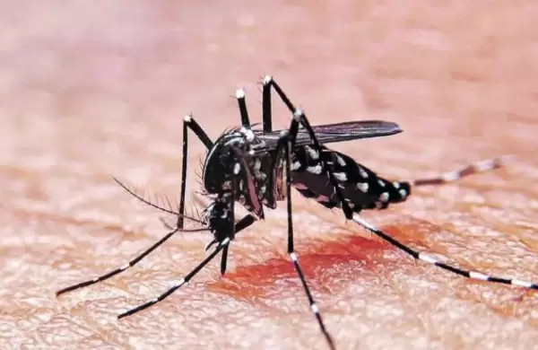 Alerta por el dengue: cules son los sntomas para poder detectarlo a tiempo
