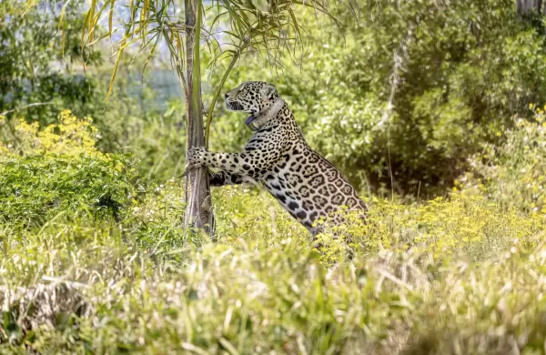 Reconstruir el ecosistema