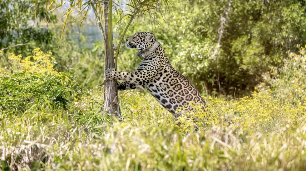 rolex - abril 2023 - ppi_rewildingargentina_22slm-105