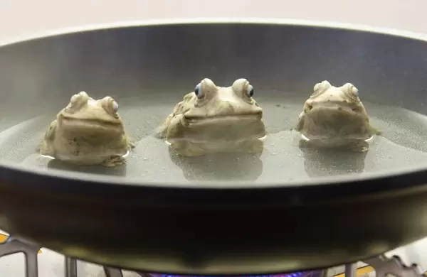 Cómo evitar el "síndrome de la rana hervida" en las organizaciones