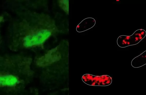 Descubren un metabolismo propio en el núcleo celular que repara el ADN