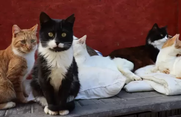 Qu se sabe del brote de coronavirus en gatos que ya mat a miles de felinos en Chipre