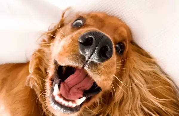 Snacks, juguetes y hasta camas anti estrés: oferta de productos creció con aumento de mascotas