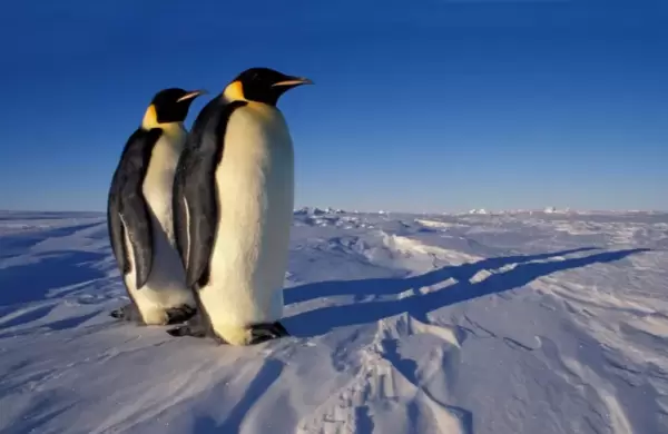 Aseguran que los pingüinos emperador podrían extinguirse debido al cambio climático y ya dan fechas