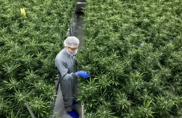 Vio un vacío en la ley del cannabis y armó una empresa desde cero