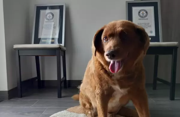 Bobi, el perro más viejo del mundo, muere a los 31 años
