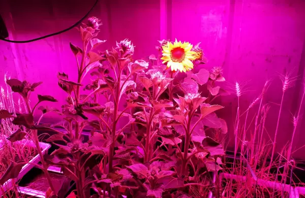 Agricultura espacial: la base de los asentamientos humanos en el cosmos