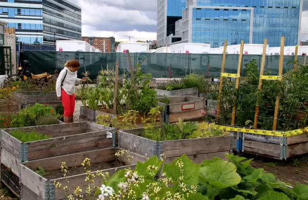 La "agricultura urbana" tiene un costo climático alto: cómo reducir las emisiones para mejorar este negocio