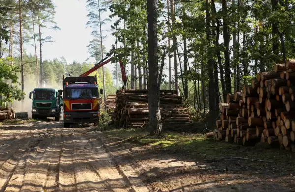 Nuevo jugador en la industria forestal: MEF aprob proyecto de inversin por ms de US$100 millones a una empresa neozelandeza