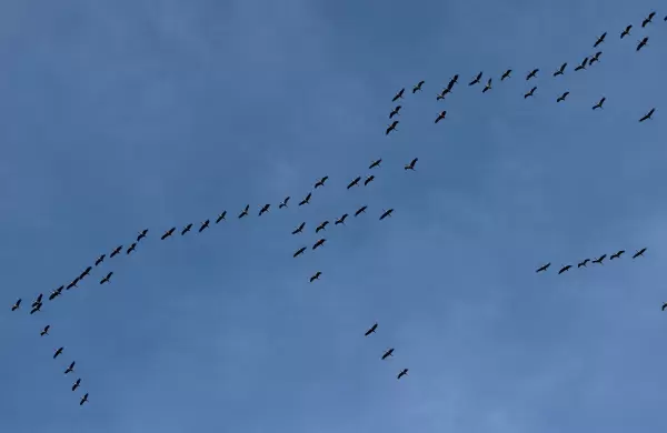 Del vuelo en V de las aves a las empresas: la táctica que impulsa la colaboración de los equipos