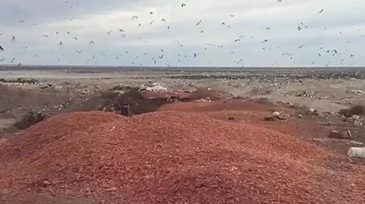 Los desechos de langostinos generan varias problemticas ambientales en la Patagonia