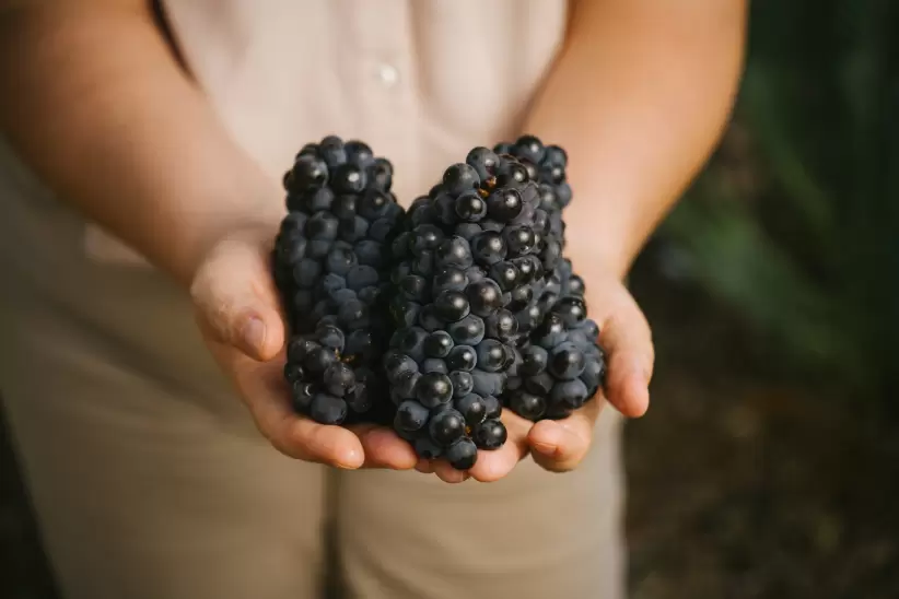 Ejemplares de uvas Pinot Noir.