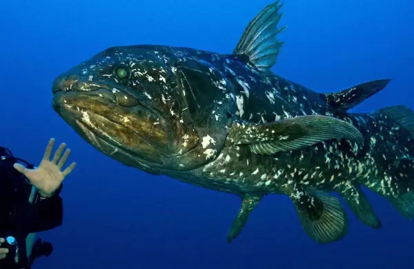 Conoc al pez ms antiguo del mundo que se crea extinto hace 60 millones de aos