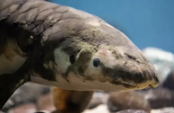 El pez cautivo ms antiguo del mundo: vive desde 1938 en este acuario