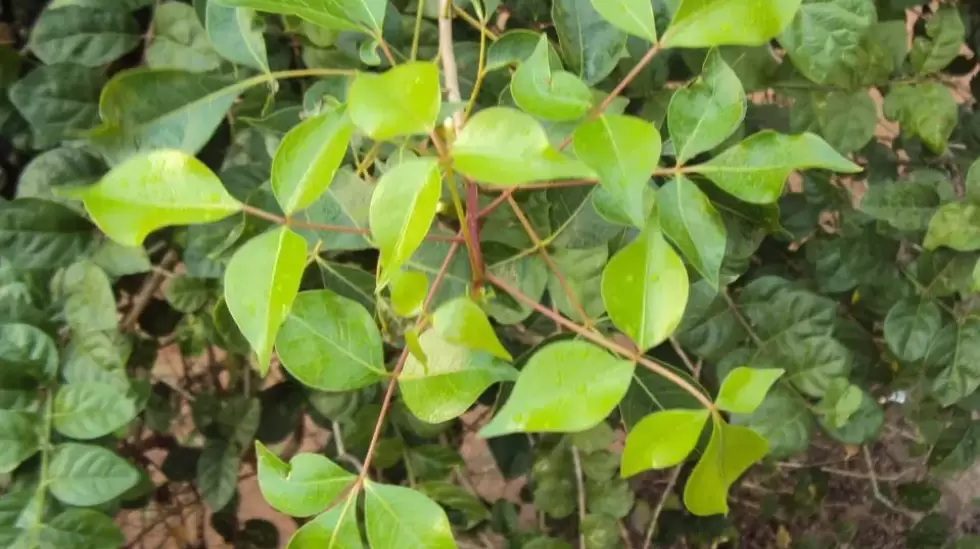 Hojas de Commiphora caudata.