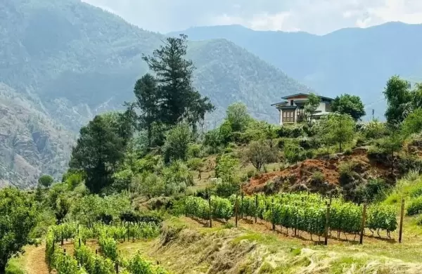 Una pareja convierte a Bután en el país más nuevo del mundo en producir vino