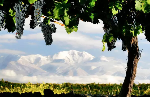 Cabernet Sauvignon: los encantos detrás de la tercera uva más plantada del país